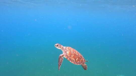 海洋大海深海海龟游泳动物世界宣传片