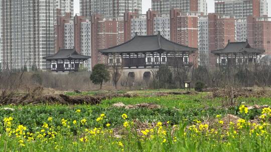 高清航拍春天油菜花城市边田野空镜定鼎门