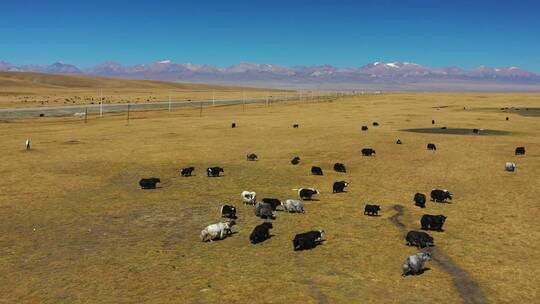 新疆巴音布鲁克草原牧场风光