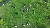航拍草地上吃草的生态山羊群高清在线视频素材下载