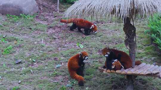 动物园小熊猫视频素材模板下载