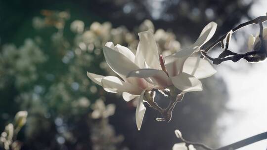 4K-玉兰花开，玉兰花实拍素材，玉兰花盛开