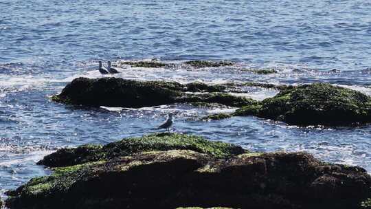 海边礁石群海鸥栖息飞翔慢镜头海浪拍打礁石