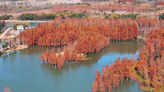 金色秋天上海青西郊野公园红山树自然景观