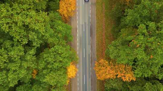 秋天森林道路上方的鸟瞰图，汽车在里面。直道上的俯视图，汽车在里面