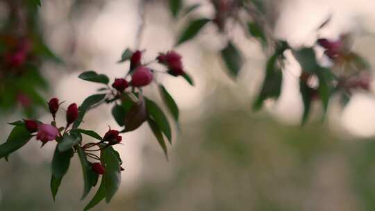 开花，开花，分枝，花