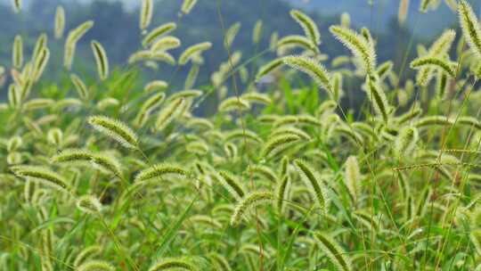 狗尾巴草草丛野草植物狗尾草公园唯美风景