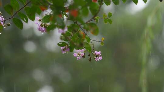 秋天白露节气雨中的紫薇花