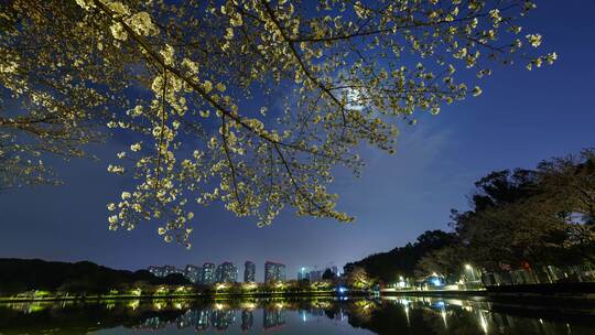 义乌植物园夜景樱花8K延时摄影