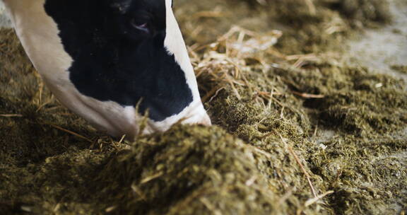 奶牛在奶牛场里吃干草