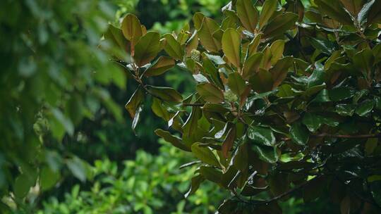 树木枝头雨滴下落