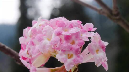 粉色花朵特写视频素材模板下载