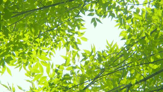 夏天阳光树叶唯美空镜头意境植物视频素材模板下载