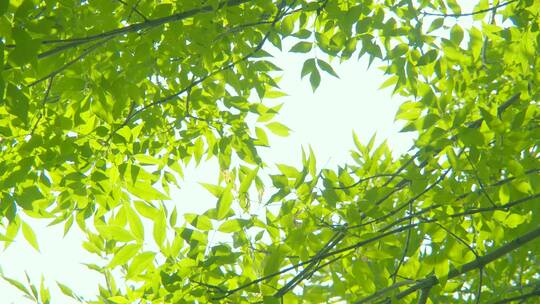 夏天阳光树叶唯美空镜头意境植物