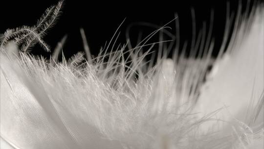 唯美羽毛下落飘落 羽毛展示羽绒服蓬松感