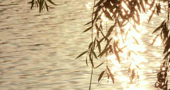 阳光透过柳条金色湖水星芒唯美沉浸式意境