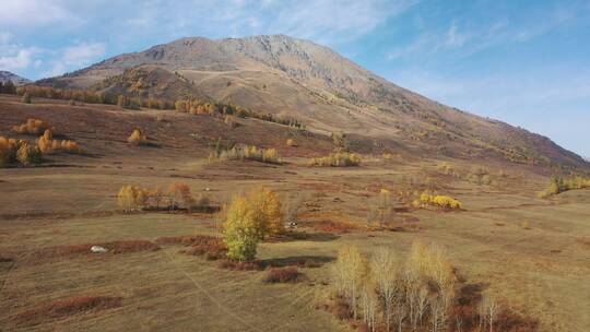 新疆阿勒泰禾木乡秋天树林村庄自然风光