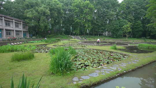 武汉植物园睡莲展示区