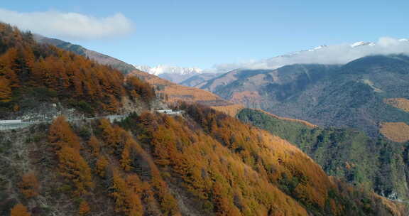 美丽秋天川西高原彩林航拍风景