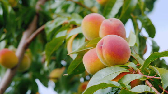 树上成熟的桃子视频素材模板下载