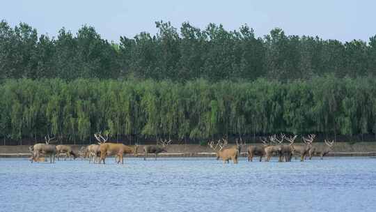 盐城野鹿荡麋鹿自然保护区的麋鹿