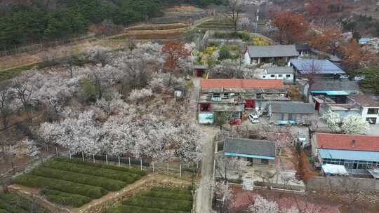 山村樱桃花开了