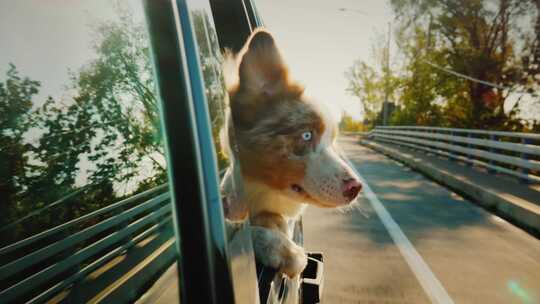 宠物狗从开着的车窗往外看