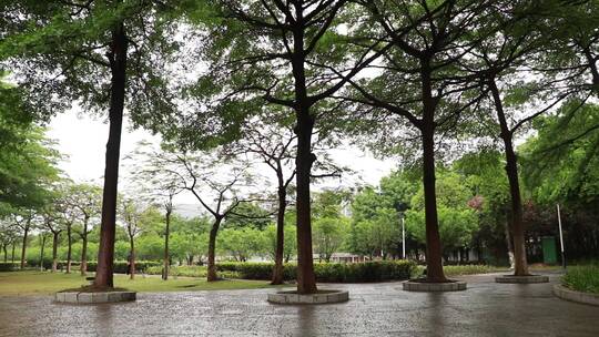 雨后的树林