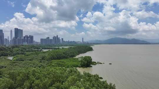 4K深圳福田区红树林