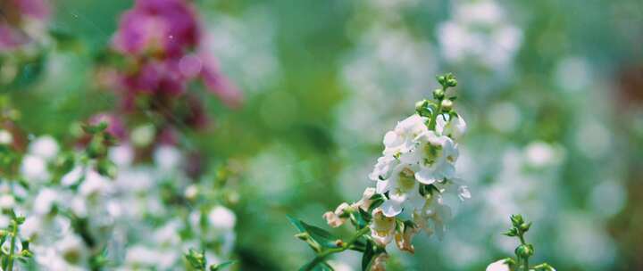 水落在花园里的白花上