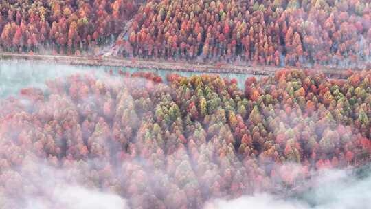 宁国 宣城秋天 落羽杉 山水中国 红杉林