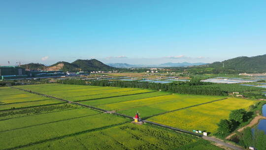 乡村振兴宣传空镜稻田村居旅游产业