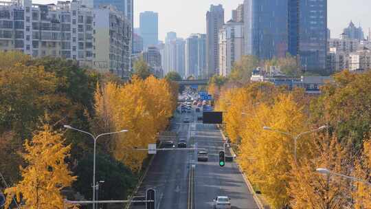 城市道路两旁金黄树木的秋日景象