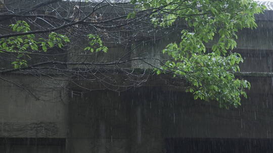 下雨天的树叶