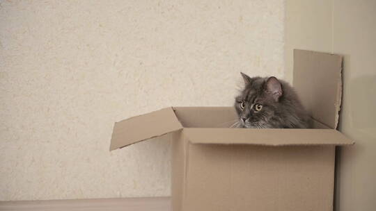 坐在纸箱里的猫