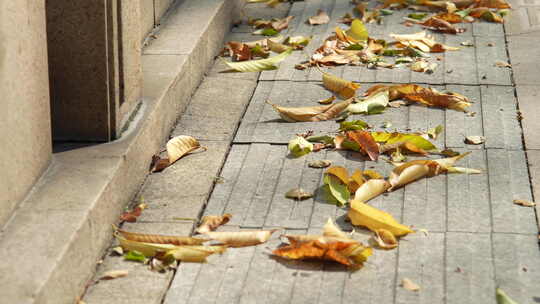 掉落在地上的树叶
