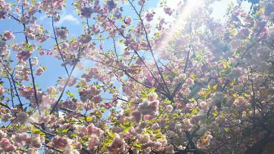 春天阳光下的樱花花朵花瓣