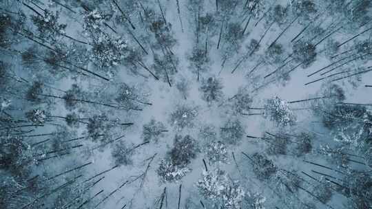 航拍下雪过后的森林笔直的树木