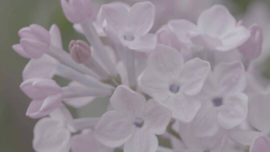 丁香花微距LOG