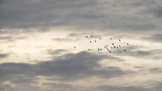 阴云中一群飞鸟迁徙