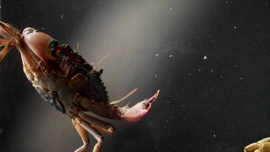 螃蟹 青蟹 海蟹 红鲟 鲜活螃蟹 活海鲜 海鲜视频素材模板下载