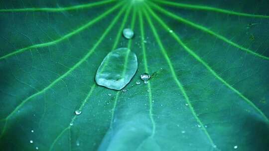 夏季下雨天荷花荷叶雨滴水滴水珠