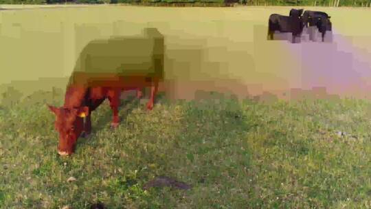 牛和幼犊在草地上吃草