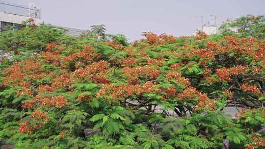 立夏凤凰花开