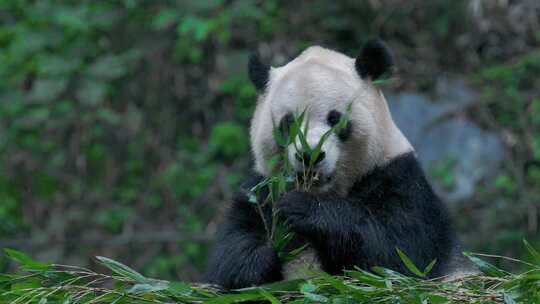 大熊猫熊猫幼崽国宝