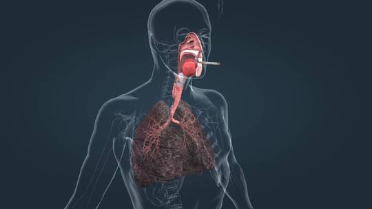 吸烟对肺的影响吸烟危害肺癌人体三维动画视频素材模板下载