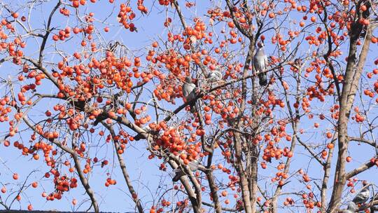 一群鸽子鸟类在柿子树上休息视频素材模板下载