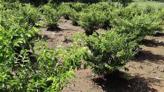 绿植种植园全景