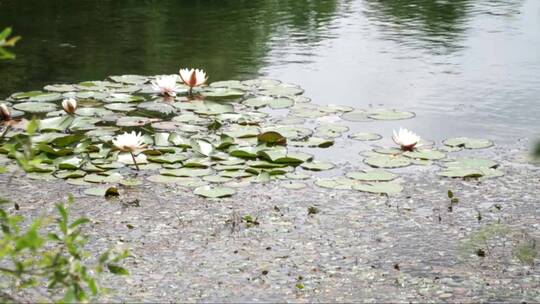 夏日睡莲视频素材模板下载