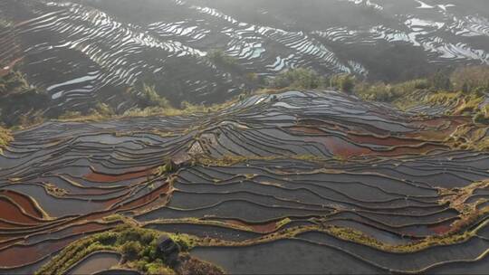 原阳美丽的水稻梯田